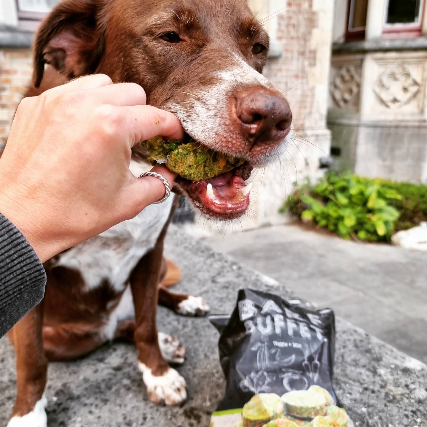 Pes jí BARF BUFFET