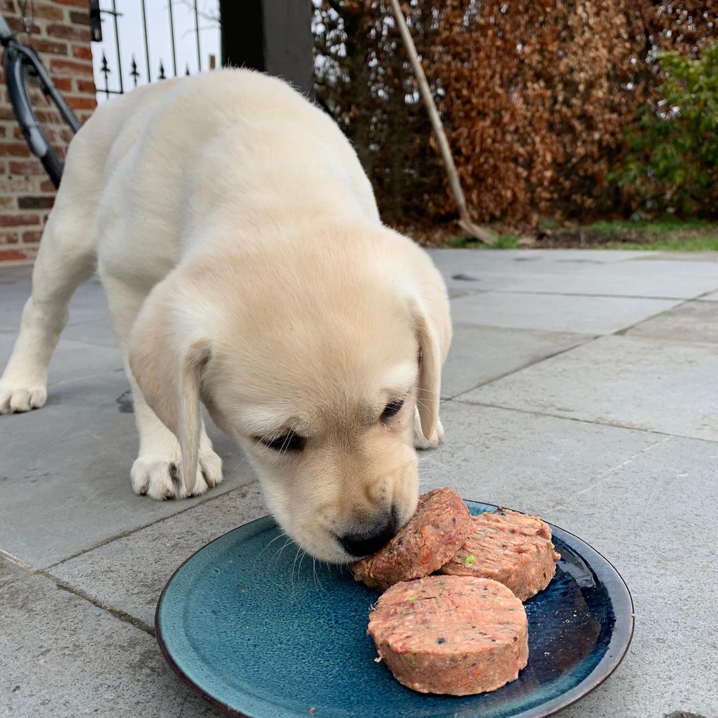 Labrador štěně jí BARF